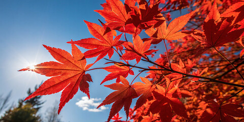Red Maple Leaves Against a Blue Sky
