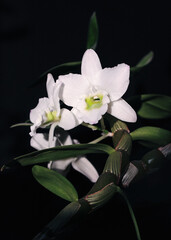 Blooming dendrobium on a dark background
