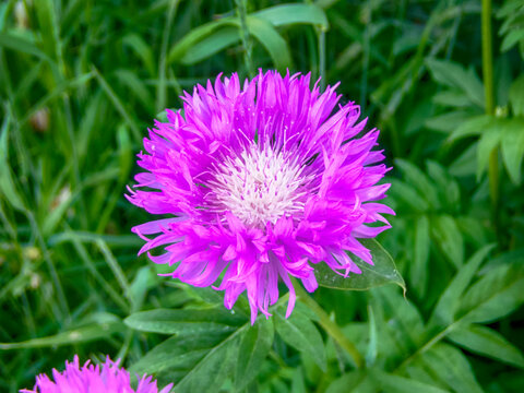 Beautiful bright cornflower