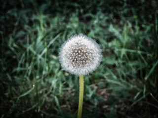 Dandelion in dark muted tones