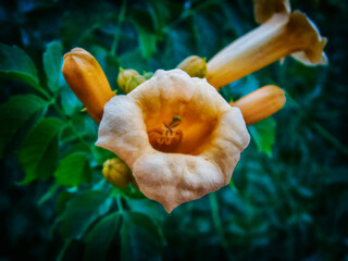 Flower of Campsis tagliabuana guilfoilii