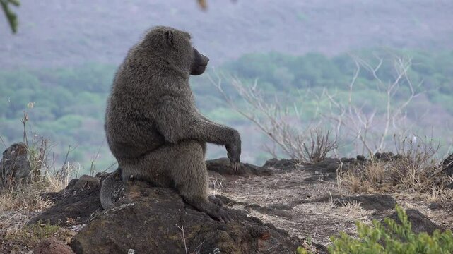 Beautiful male monkey (olive baboon) looks out over spectacular Nechisar national park in South Ethiopia, wildlife and natural landscapes in Africa
