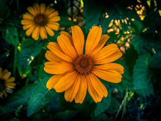 Mexican Sunflower on dark background