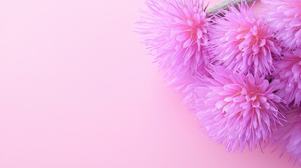 Pink flowers on pink background, close-up, decorative