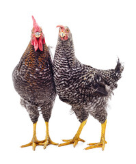 Two young roosters.