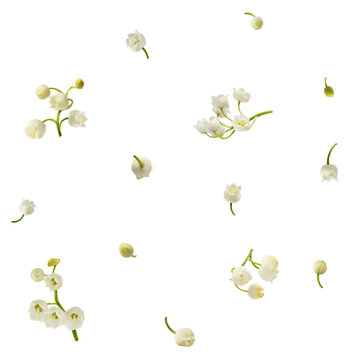Beautiful Lily of the valley flower falling in the air isolated on white background. levitation or zero gravity floral conception. High resolution image.