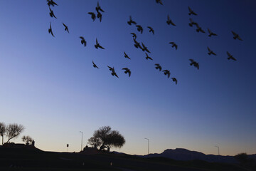 flock of birds flying high in the blue sky