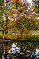 Obraz premium A serene forest scene with tall green trees by a calm lake, reflecting the blue sky with a few white clouds. The vibrant foliage suggests the early autumn season, full of natural beauty.