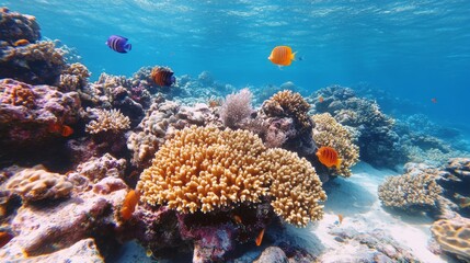 Exploring the vibrant coral reefs of egypt  a dive into underwater biodiversity and beauty