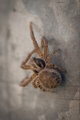 spider on a wall