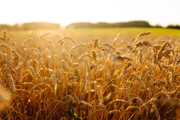 A field of golden wheat stretches across the landscape, illuminated by the warm glow of the late...