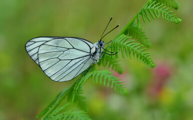 Aporia crataegi   1111