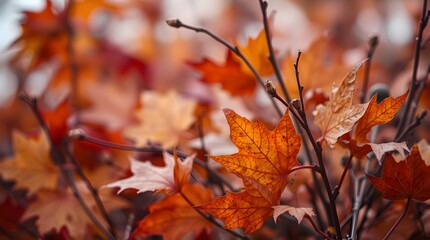 Warm Autumn Leaves in Soft Focus with Rich Earthy Tones