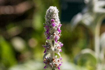 Spring colors in the Botanical Garden of Bucharest