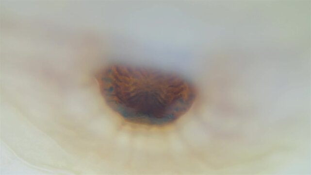 Mollusca Tonicella marmorea under microscope, order Chitonida. The video shows mouth and radula close up. White Sea