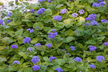 Spring colors in the Botanical Garden of Bucharest