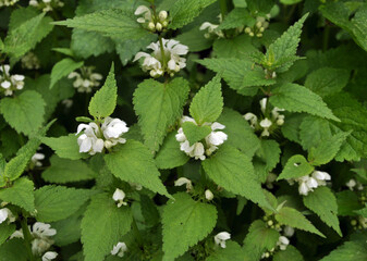 Bloom in nature the nettles are deaf (Lamium album)