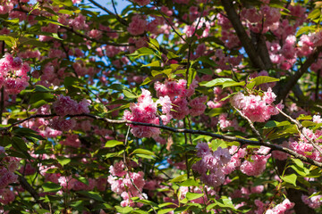 Spring colors in the Botanical Garden of Bucharest