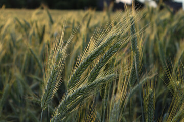 Ears of green barley in the sun, close-up