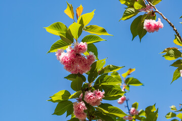 Spring colors in the Botanical Garden of Bucharest