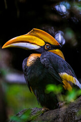 The fascination of tropical birds: the hornbill’s unique appearance and attitude
