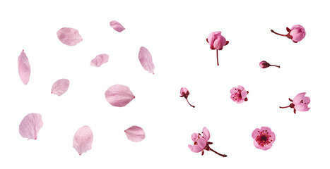 Creative set collection with Blooming of delicate pink flowers falling in the air, isolated on white background. Prunus cerasifera 'Nigra' or Canadian black plum