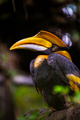 The fascination of tropical birds: the hornbill’s unique appearance and attitude