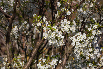 Spring colors in the Botanical Garden of Bucharest