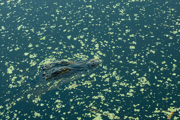 American alligator, alligator mississippiensis, floating in a pond of blackwater in South Carolina.