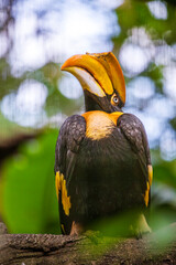 The fascination of tropical birds: the hornbill’s unique appearance and attitude