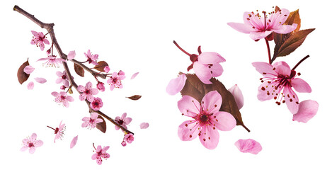 Creative set collection with Blooming of delicate pink flowers falling in the air, isolated on white background. Prunus cerasifera 'Nigra' or Canadian black plum