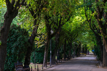 Green landscape near the lake in Cismigiu Garden (Gradina Cismigiu)