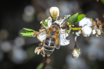 bee on a flower