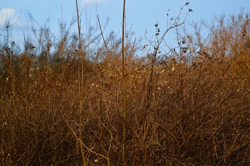 Fototapeta premium reed in the wind