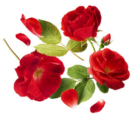 Beautiful Red English Rose falling in the air isolated on white background. High resolution image....