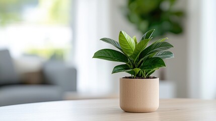 Fototapeta premium Potted green plant sitting on a wooden table inside a bright modern living room during daytime.