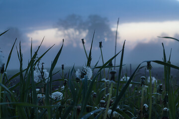 Obraz premium Meadow grass on a foggy morning against a background of trees