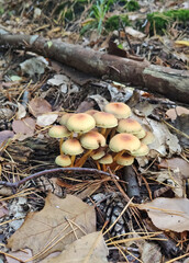 Mushrooms in the fall forest. Hypholoma fasciculare
