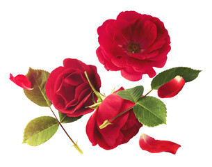 Beautiful Red English Rose falling in the air isolated on white background. High resolution image....