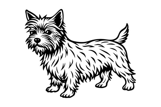 Beautiful Toto Cairn Terrier Vector Illustration for Pet Lovers