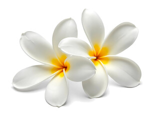 Two White Plumeria Flowers with Yellow Highlighting Detail, Isolated on White Background