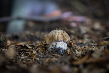 close up of a mushroom on the ground