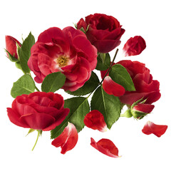 Beautiful Red English Rose falling in the air isolated on white background. High resolution image....