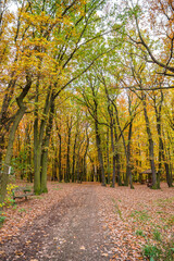 Fototapeta premium Coloured trees in Autumn park in Nebusice quarter, part of Prague 6, Czech republic, October 2022