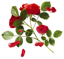 Beautiful Red English Rose falling in the air isolated on white background. High resolution image....