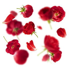Beautiful Red English Rose falling in the air isolated on white background. High resolution image....