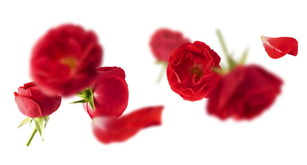 Beautiful Red English Rose falling in the air isolated on white background. High resolution image....