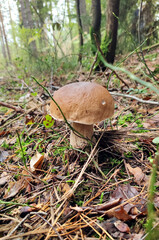 Mushrooms in the fall forest. Boletus
