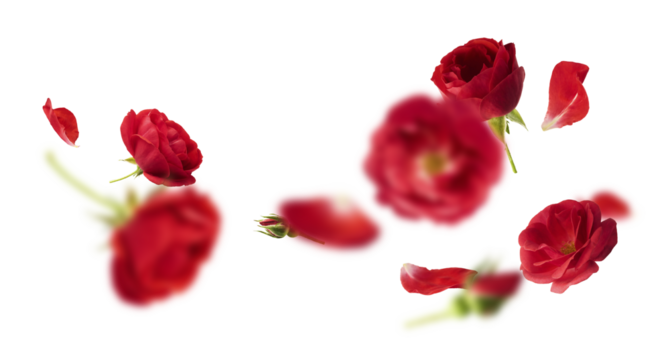 Beautiful Red English Rose falling in the air isolated on white background. High resolution image. Flower levitation or zero gravity conception