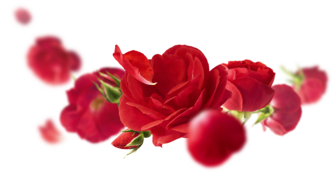 Beautiful Red English Rose falling in the air isolated on white background. High resolution image. Flower levitation or zero gravity conception